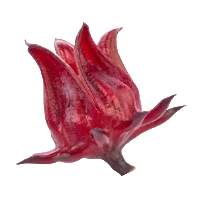洛神花