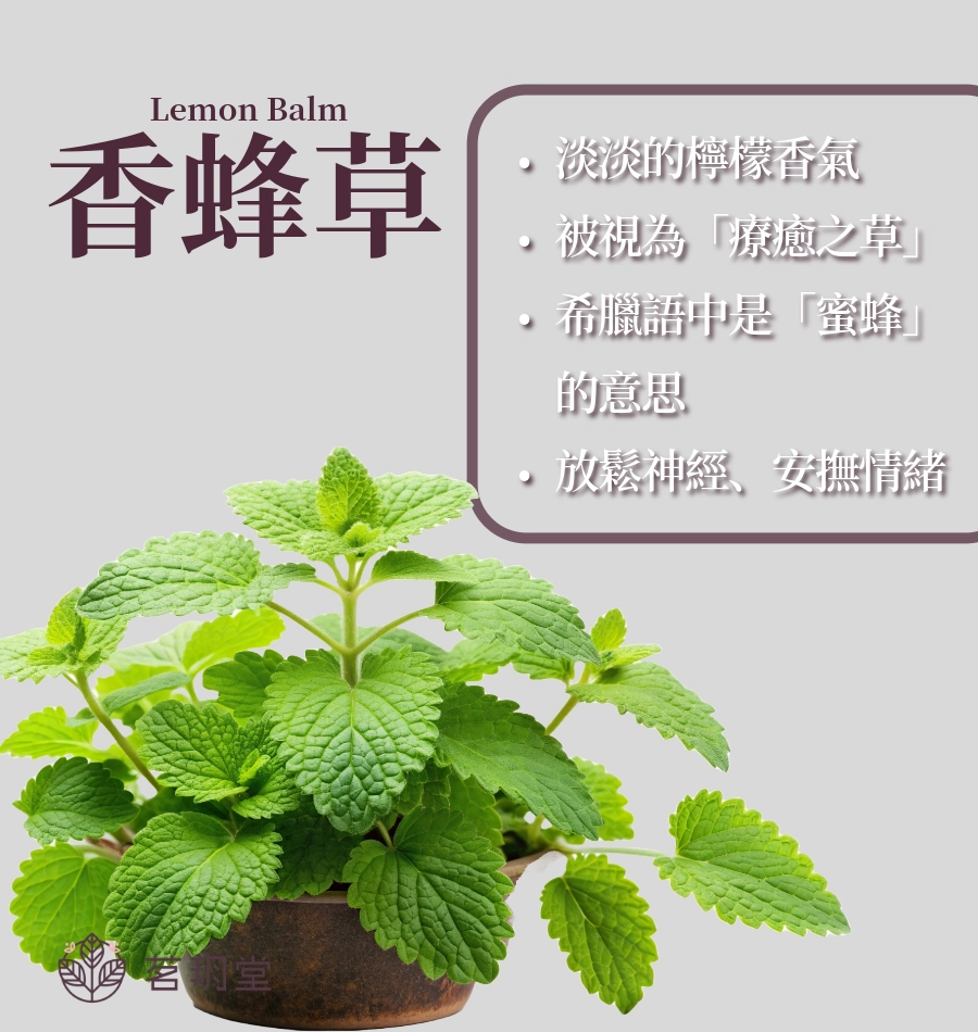 香蜂草是什麼?