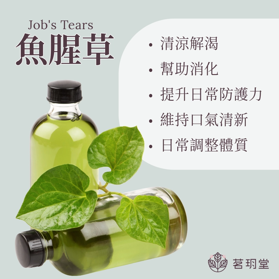 魚腥草茶的好處