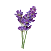 薰衣草