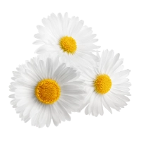 洋甘菊
