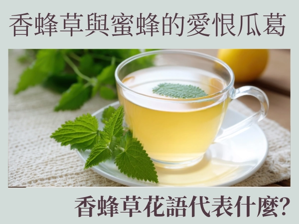 香蜂草花語代表什麼？香蜂草泡茶能喝嗎？香蜂草食用方法與香蜂草禁忌